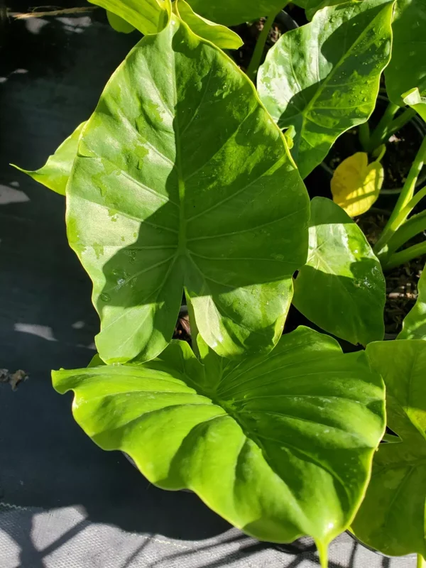 ALOCASIA Odora 7 to 10 inches Elephant Ear Live Plant Bare Root