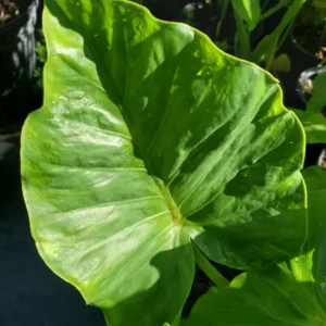 ALOCASIA Odora 7 to 10 inches Elephant Ear Live Plant Bare Root