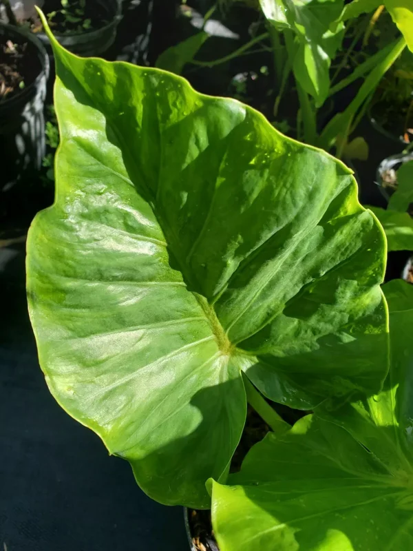 ALOCASIA Odora 7 to 10 inches Elephant Ear Live Plant Bare Root