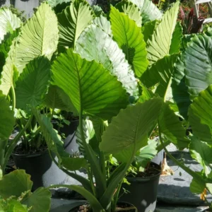 ALOCASIA Odora 7 to 10 inches Elephant Ear Live Plant Bare Root