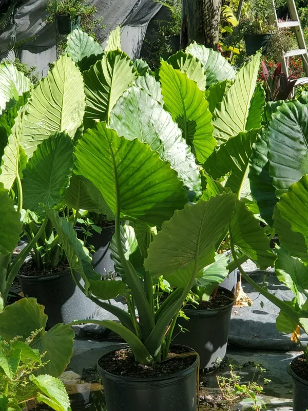 ALOCASIA Odora 7 to 10 inches Elephant Ear Live Plant Bare Root