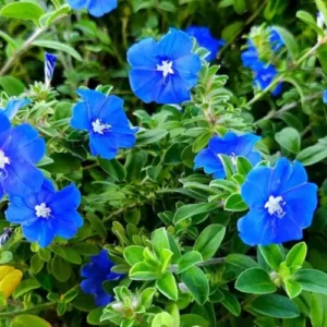 Live Blue Daze Evolvulus Plants – Blue Daze Ground Cover