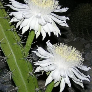 Acanthocereus tetragonus Cactus – Night Blooming 2.5