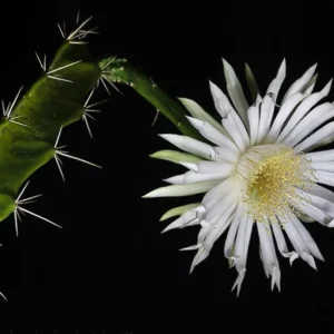 Acanthocereus tetragonus Cactus – Night Blooming 2.5