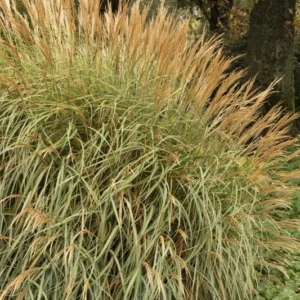 Adagio Miscanthus Grass Live 1 Gallon Plant – Dwarf, Fall Foliage, 5 ft Tall