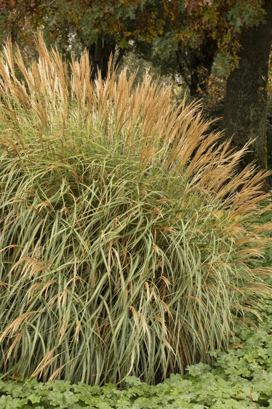 Adagio Miscanthus Grass Live 1 Gallon Plant – Dwarf, Fall Foliage, 5 ft Tall