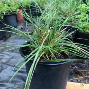 Adagio Miscanthus Grass Live 1 Gallon Plant – Dwarf, Fall Foliage, 5 ft Tall