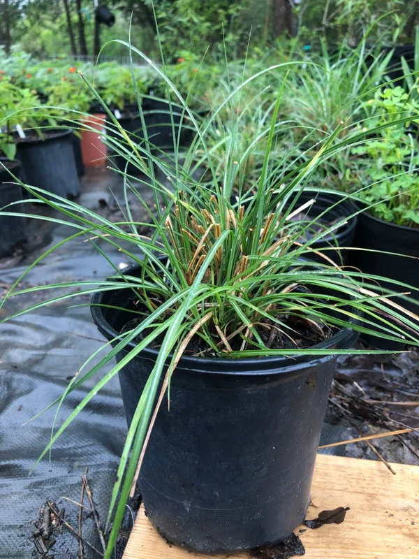 Adagio Miscanthus Grass Live 1 Gallon Plant – Dwarf, Fall Foliage, 5 ft Tall