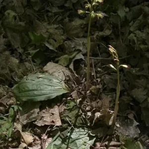 Adam & Eve Putty Root - Rare Perennial Orchid - Bare Root