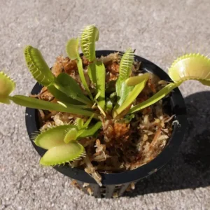 Adult Size Venus Flytrap - Carnivorous Plant - 3in. Pot - Live & Healthy