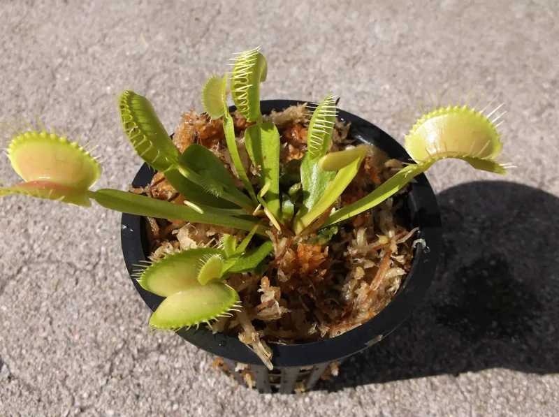 Adult Size Venus Flytrap - Carnivorous Plant - 3in. Pot - Live & Healthy