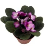 African Violet Plant - Novelty Blooming Houseplant, 4" Pot, Low Maintenance