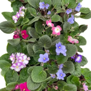 African Violet Plant - Novelty Blooming Houseplant, 4