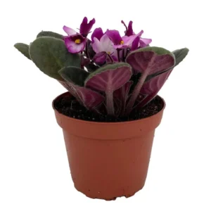 African Violet Plant - Novelty Blooming Houseplant, 4
