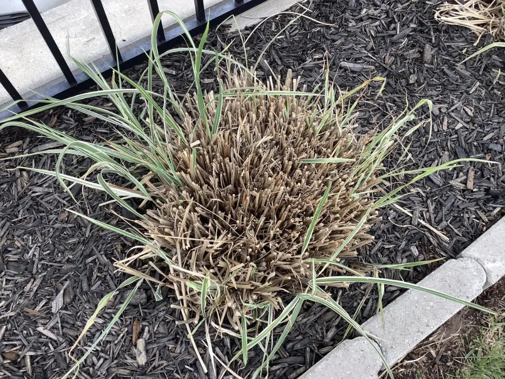 After Pruning Pampas Grass