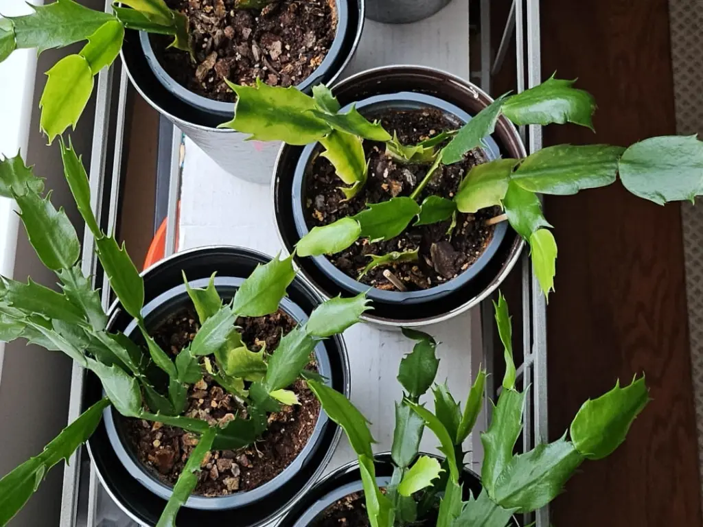 Aftercare Helping Your Cuttings Thrive