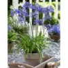 Agapanthus African Blue Plant Agapanthus Flowers Plant - Dwarf Lily Blue Blooms - Lily of The Nile Plant 5 to 9 Inch Tall