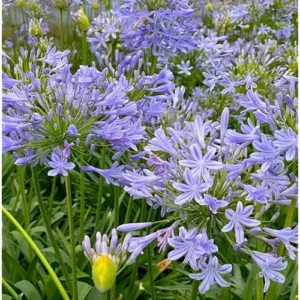 Agapanthus African Blue Plant Agapanthus Flowers Plant - Dwarf Lily Blue Blooms - Lily of The Nile Plant 5 to 9 Inch Tall