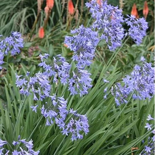 Agapanthus African Blue Plant Agapanthus Flowers Plant - Dwarf Lily Blue Blooms - Lily of The Nile Plant 5 to 9 Inch Tall