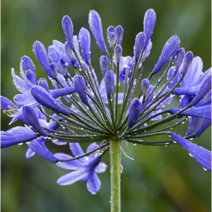 Agapanthus African Blue Plant Agapanthus Flowers Plant - Dwarf Lily Blue Blooms - Lily of The Nile Plant 5 to 9 Inch Tall