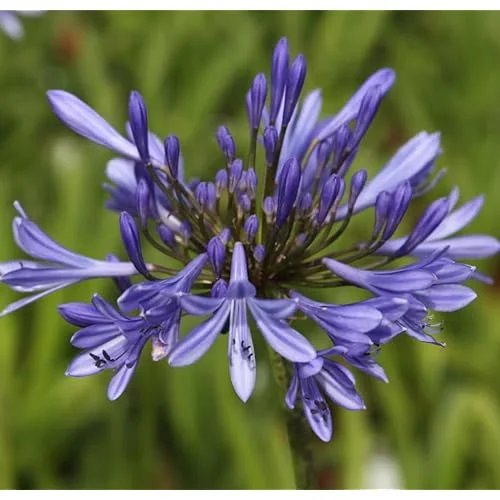 Agapanthus African Blue Plant Agapanthus Flowers Plant - Dwarf Lily Blue Blooms - Lily of The Nile Plant 5 to 9 Inch Tall