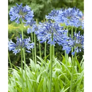 Agapanthus Blue White Dwarf Lily of The Nile - 2 Plants, 4-Inch Pot