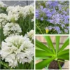 Agapanthus Blue White Dwarf Lily of The Nile - 2 Plants, 4-Inch Pot