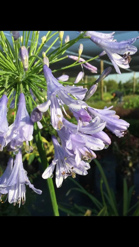 Agapanthus Lily of the Nile 1 Gallon Live Plant – Blue Flowers, Evergreen Perennial