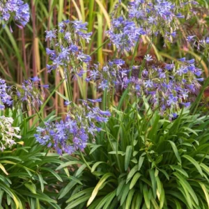 Agapanthus Lily of the Nile 1 Gallon Live Plant – Blue Flowers, Evergreen Perennial