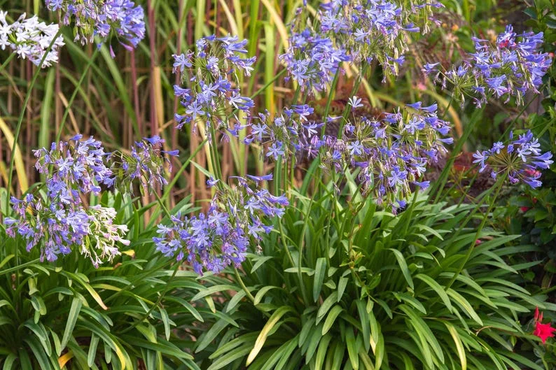 Agapanthus Lily of the Nile 1 Gallon Live Plant – Blue Flowers, Evergreen Perennial