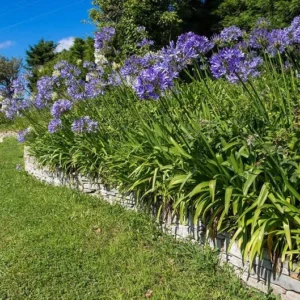 Agapanthus Lily of the Nile 1 Gallon Live Plant – Blue Flowers, Evergreen Perennial
