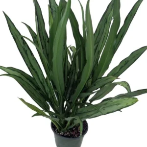 Aglaonema Cutlass Chinese Evergreen Plant – 6-Inch Pot – Indoor Houseplant – Low Light Tolerant