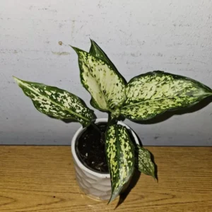 Aglaonema First Diamond - Indoor Houseplant - 4" Nursery Pot