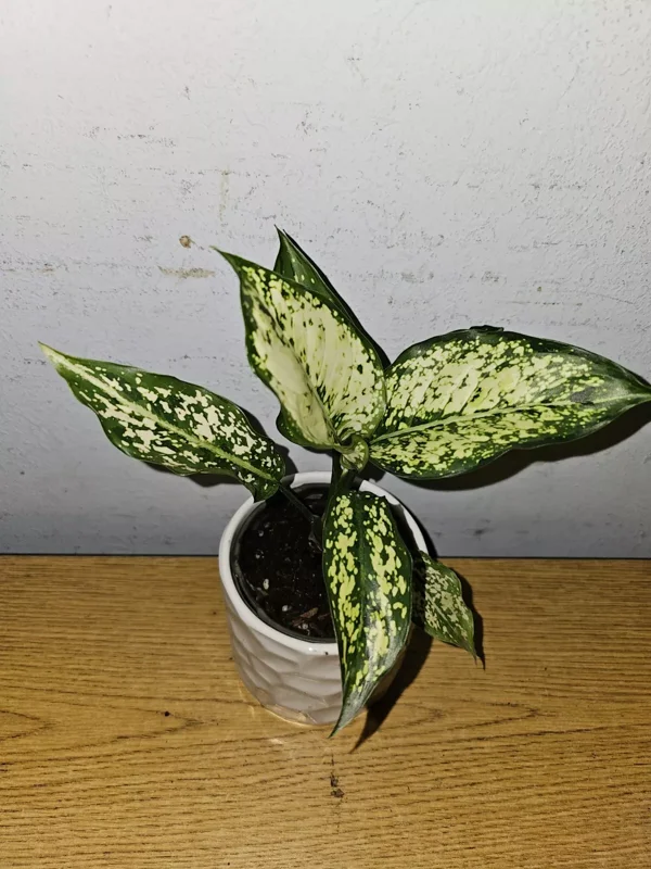 Aglaonema First Diamond - Indoor Houseplant - 4" Nursery Pot