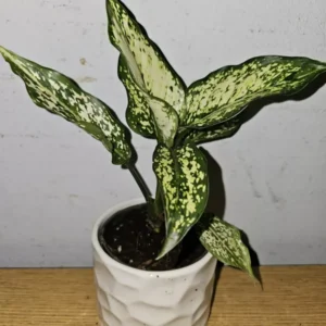 Aglaonema First Diamond - Indoor Houseplant - 4" Nursery Pot