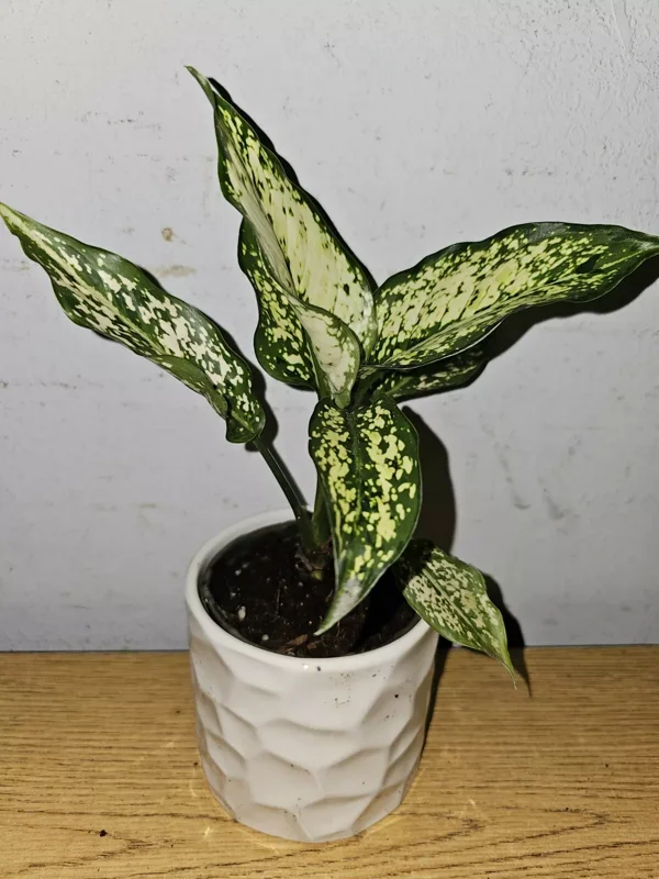 Aglaonema First Diamond - Indoor Houseplant - 4" Nursery Pot
