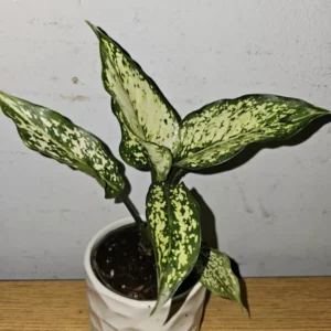 Aglaonema First Diamond - Indoor Houseplant - 4