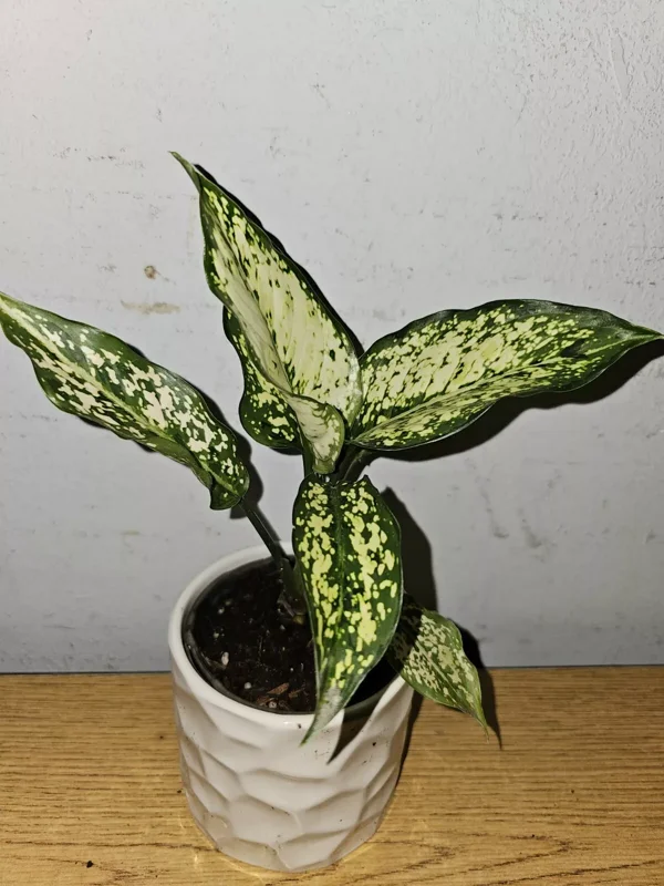 Aglaonema First Diamond - Indoor Houseplant - 4" Nursery Pot