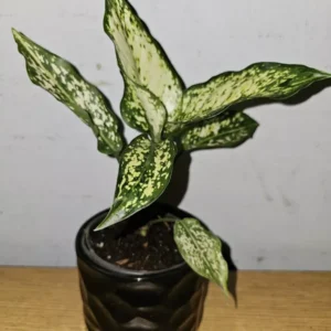 Aglaonema First Diamond - Indoor Houseplant - 4
