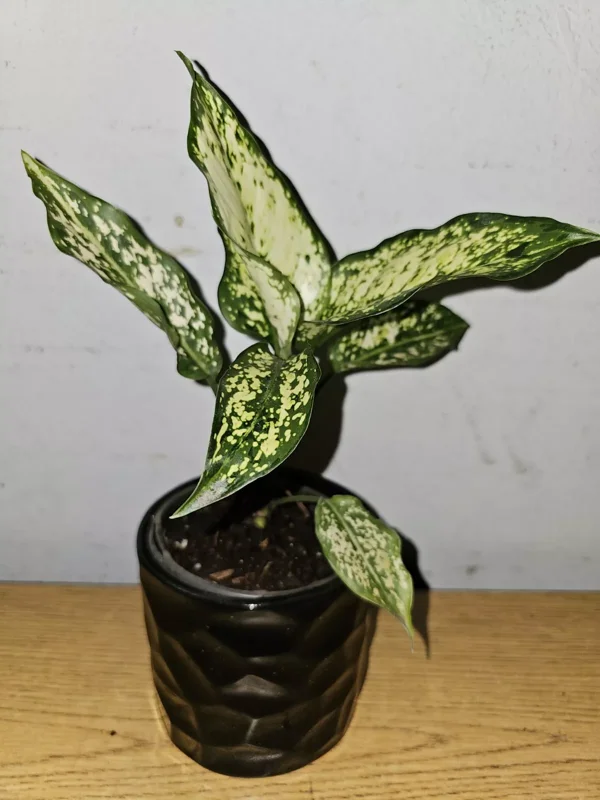 Aglaonema First Diamond - Indoor Houseplant - 4" Nursery Pot