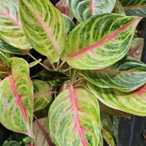 Aglaonema GOLDEN PAPAYA - Live Plant - 7-12” Tall - Indoor/Outdoor - Air Purifying