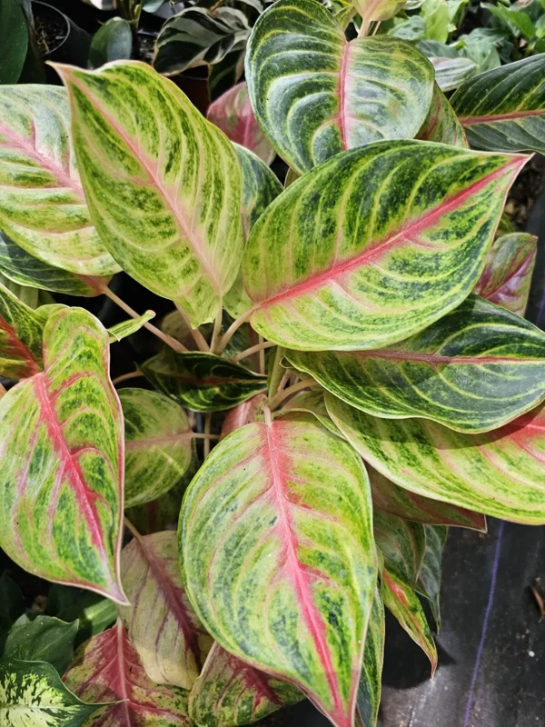 Aglaonema GOLDEN PAPAYA - Live Plant - 7-12” Tall - Indoor/Outdoor - Air Purifying