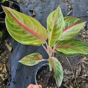 Aglaonema GOLDEN PAPAYA - Live Plant - 7-12” Tall - Indoor/Outdoor - Air Purifying