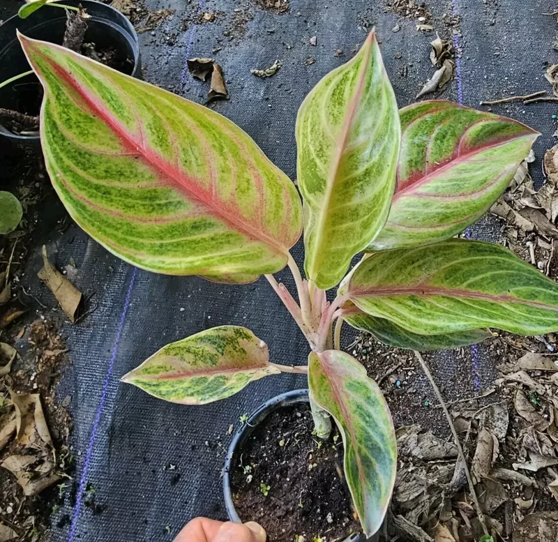 Aglaonema GOLDEN PAPAYA - Live Plant - 7-12” Tall - Indoor/Outdoor - Air Purifying