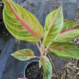 Aglaonema GOLDEN PAPAYA - Live Plant - 7-12” Tall - Indoor/Outdoor - Air Purifying