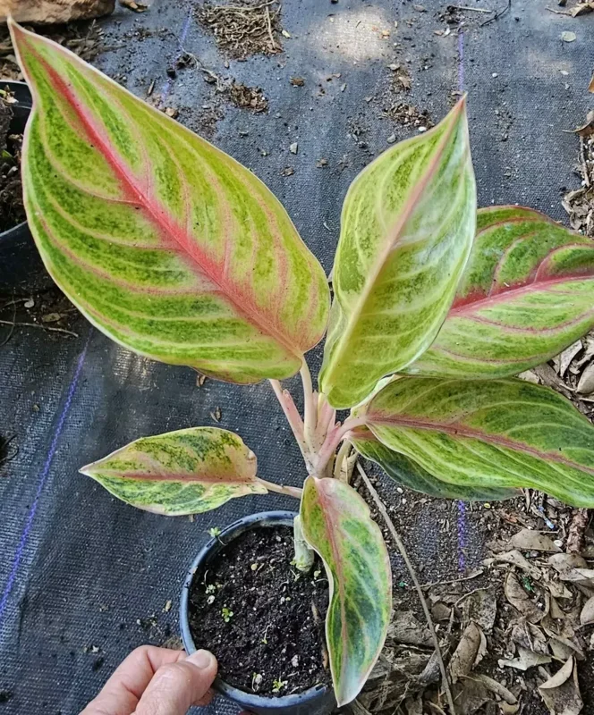 Aglaonema GOLDEN PAPAYA - Live Plant - 7-12” Tall - Indoor/Outdoor - Air Purifying