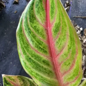 Aglaonema GOLDEN PAPAYA - Live Plant - 7-12” Tall - Indoor/Outdoor - Air Purifying