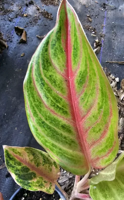 Aglaonema GOLDEN PAPAYA - Live Plant - 7-12” Tall - Indoor/Outdoor - Air Purifying