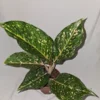 Aglaonema PEACHY PINK HORIZON Live Plant - 7-12" Tall - Pink-Green Leaves - 4" Pot