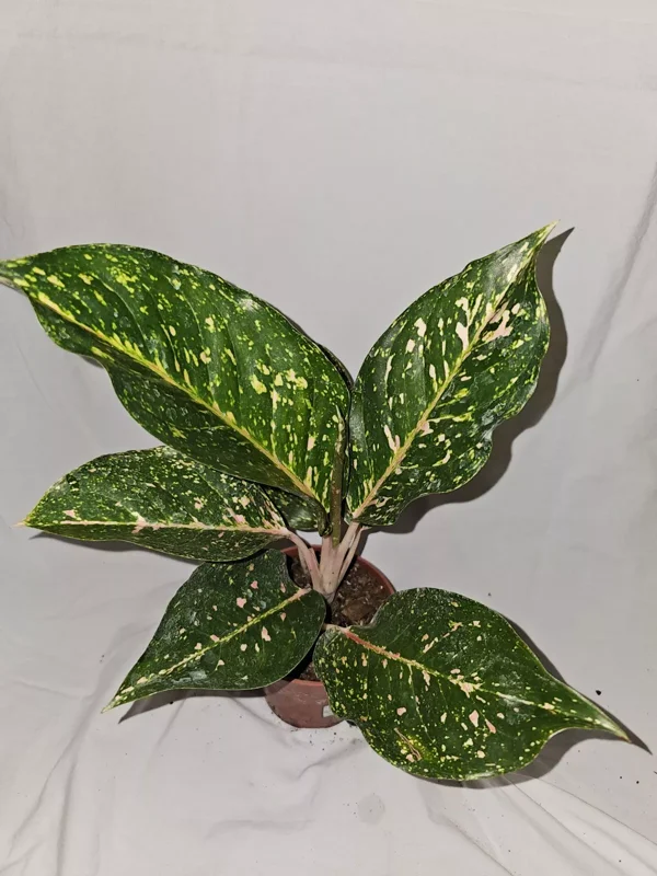 Aglaonema PEACHY PINK HORIZON Live Plant - 7-12" Tall - Pink-Green Leaves - 4" Pot